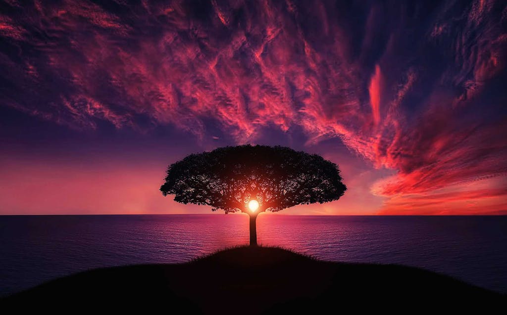 Pappedeckel A beautiful silhouette of a tree against a vibrant sunset over the ocean, evoking tranquility.