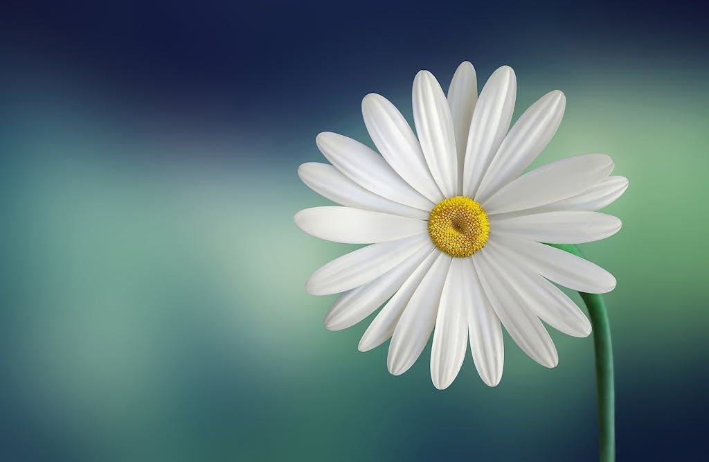 Pappedeckel Beautiful close-up of a daisy flower with a soft blurry background, perfect for wallpapers.