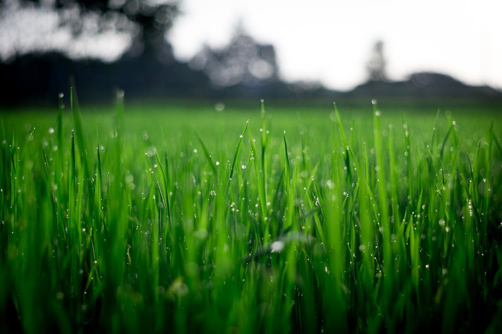 Serlig Close-up of lush green grass covered with morning dew in a rural field.