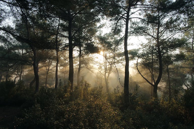 BinusCX Misty forest scenery with sunbeams filtering through trees at dawn.