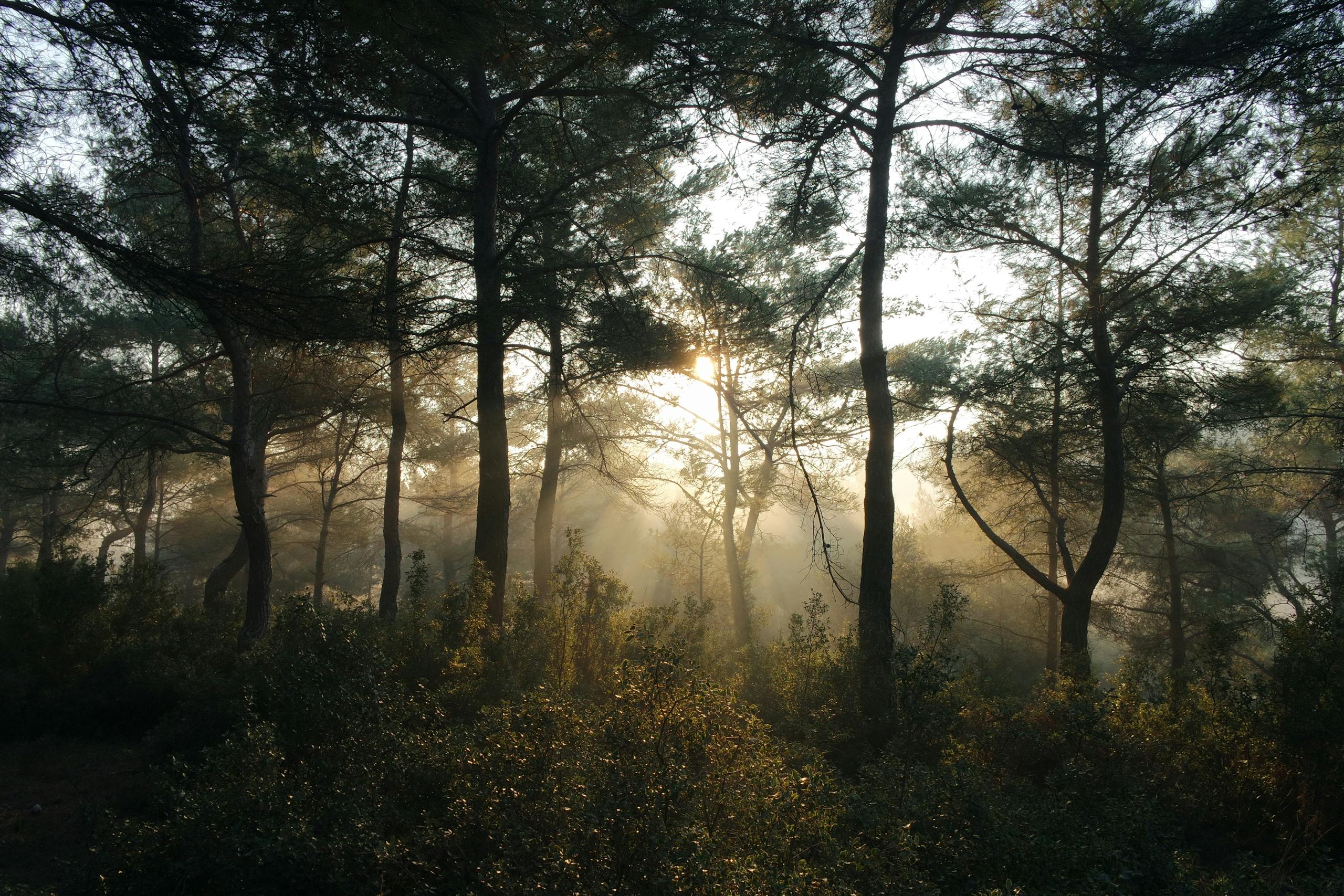 BinusCX Misty forest scenery with sunbeams filtering through trees at dawn.