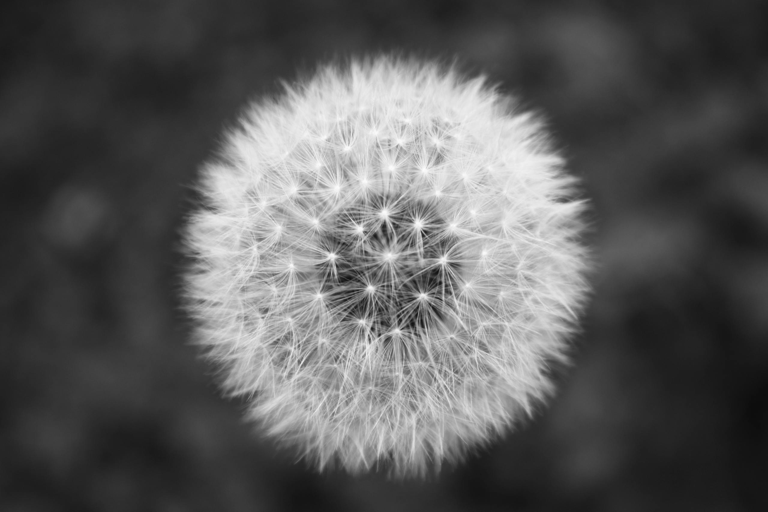 Pappedeckel Stunning black and white close-up of a dandelion showcasing its intricate details.