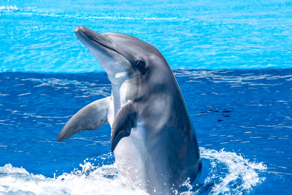 Miami Dolphins A bottlenose dolphin playfully emerges from the ocean, showcasing its natural grace.