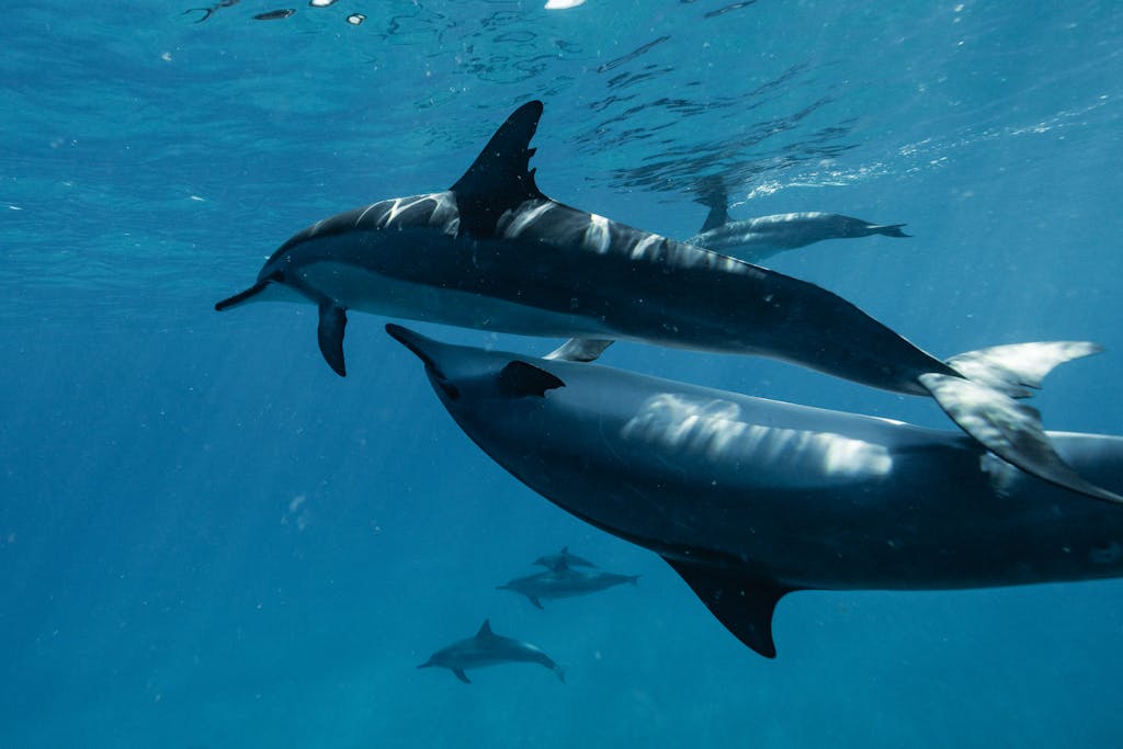 Miami Dolphins A captivating underwater view of dolphins swimming gracefully in the ocean's clear blue depths.