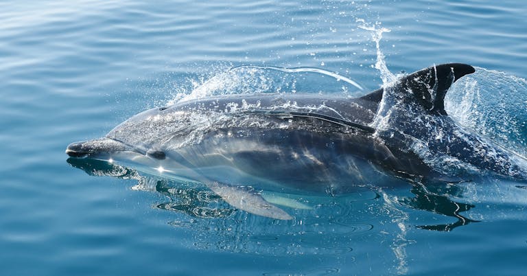 Miami Dolphins A dolphin gracefully skims through clear blue ocean waters, capturing marine life beauty.