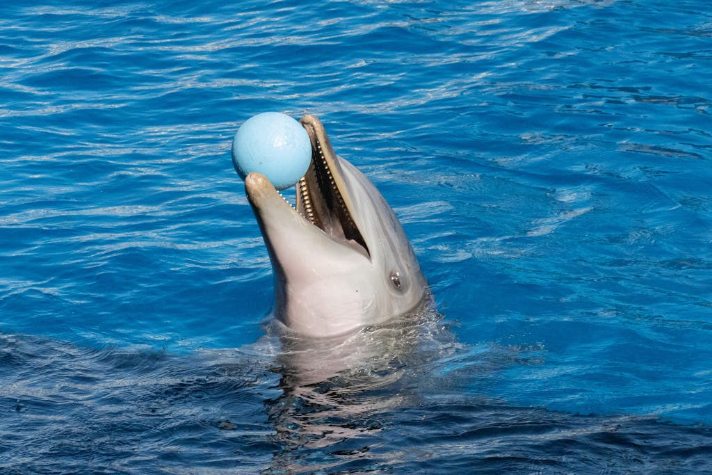 Dolfier A dolphin joyfully balances a blue ball on its nose in clear ocean water, showcasing playful intelligence.