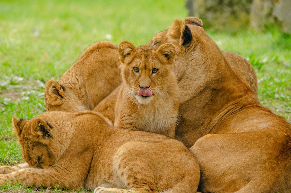 Chicago Cubs A lion family lounging together on grassy terrain, showcasing wildlife harmony.