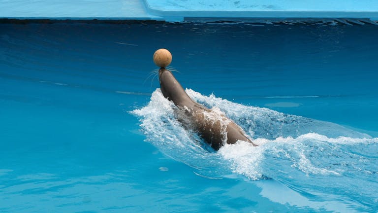 Dolfier A sea lion skillfully balances a ball on its nose in an aquarium pool.