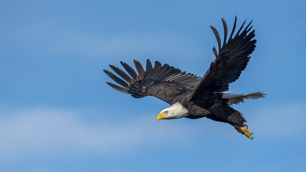 Eagles Rookie Trade Attempt A stunning photograph of a bald eagle soaring gracefully with wings spread wide against a clear blue sky.
