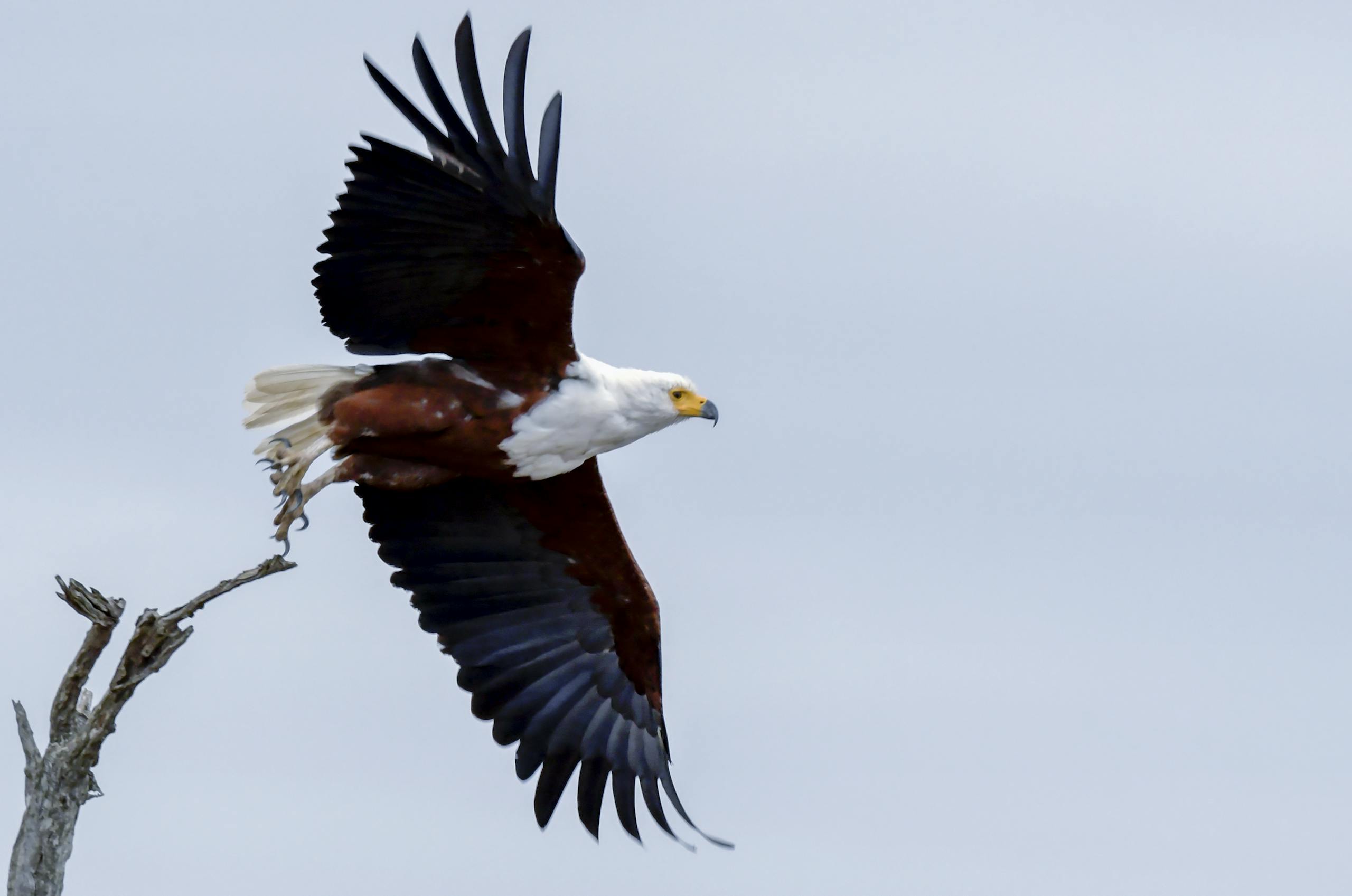 Eagles Rookie Trade Attempt Capture of an African Fish Eagle soaring with wings fully spread.