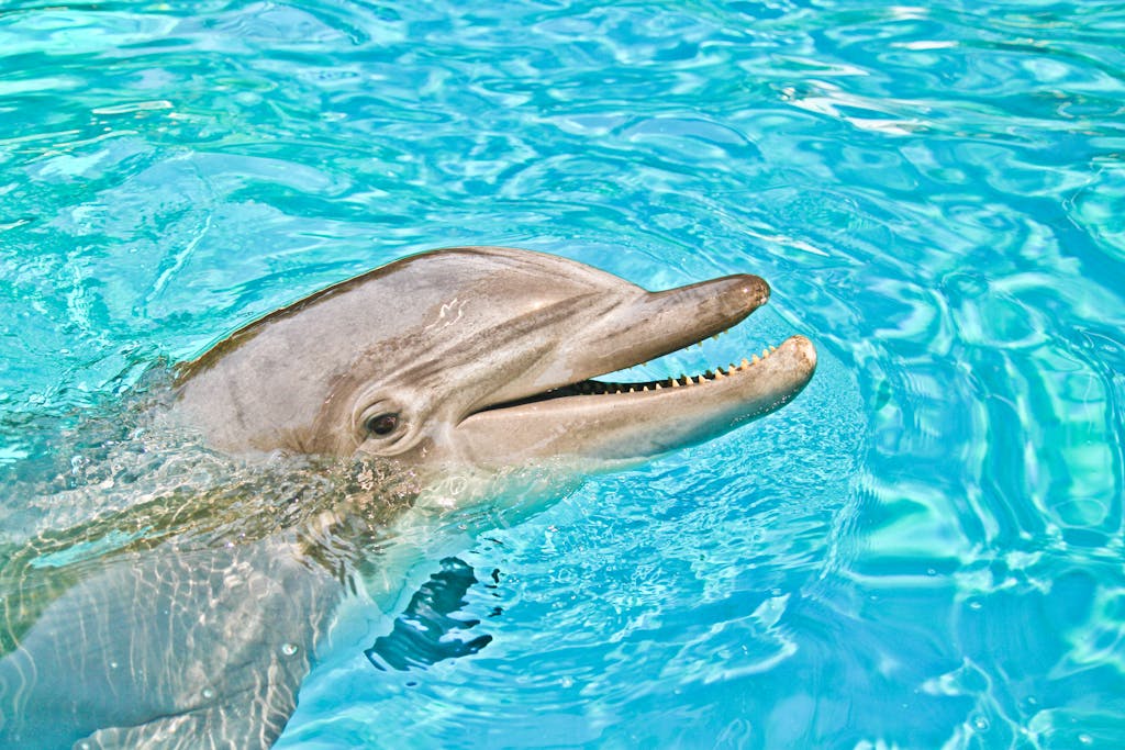 Miami Dolphins Close-up of a smiling bottlenose dolphin swimming in vibrant blue water, showcasing its playful nature.
