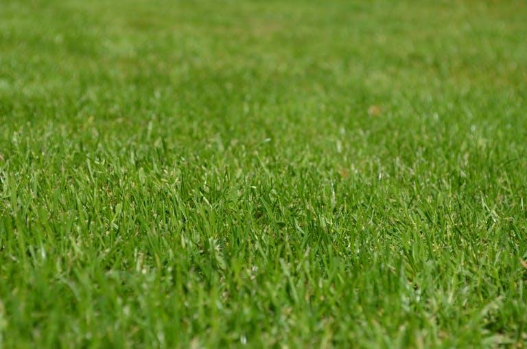 Whatsontech Close-up of a vibrant green grass lawn under clear daylight, ideal for backgrounds.