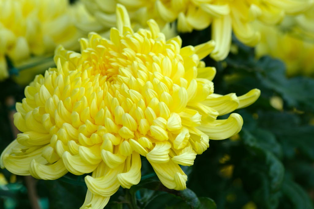 Beautiful Close-up of a vibrant yellow chrysanthemum flower with lush petals.