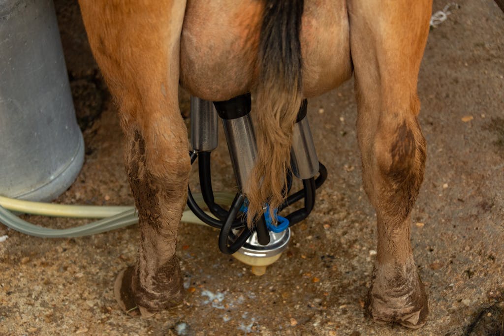 Dojen Moe  Detailed view of a cow's legs and milking machine during milking process on a farm.