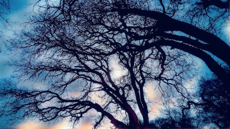 Weber Grillvorführung Eerie silhouettes of leafless trees intertwined against a vibrant winter sunset sky.