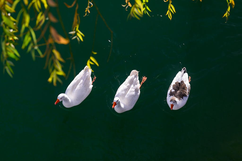 TRIOS 5 Invisalign Submission TRIOS 5 Invisalign Submission Three ducks gracefully swimming in a serene park lake in Aranjuez, Spain, under leafy branches.