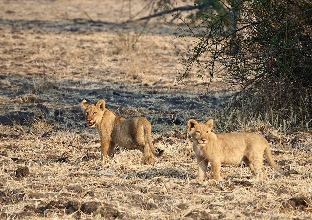 Chicago Cubs Two playful lion cubs exploring their dry savannah habitat.