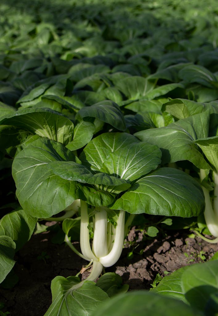 Pak vs Ind  Vibrant green pak choi plants growing in a sunlit garden, showcasing fresh leaves in natural light.