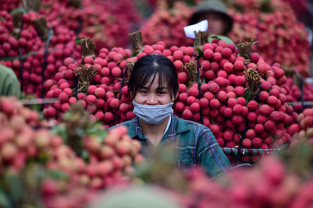 Bac Stock   woman amidst fresh lychees at a bustling market in Bac Giang, showcasing local agriculture.