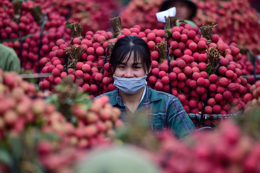 Bac Stock  A woman wearing a mask is surrounded by vibrant lychee bunches at a bustling Bac Giang market in Vietnam.
